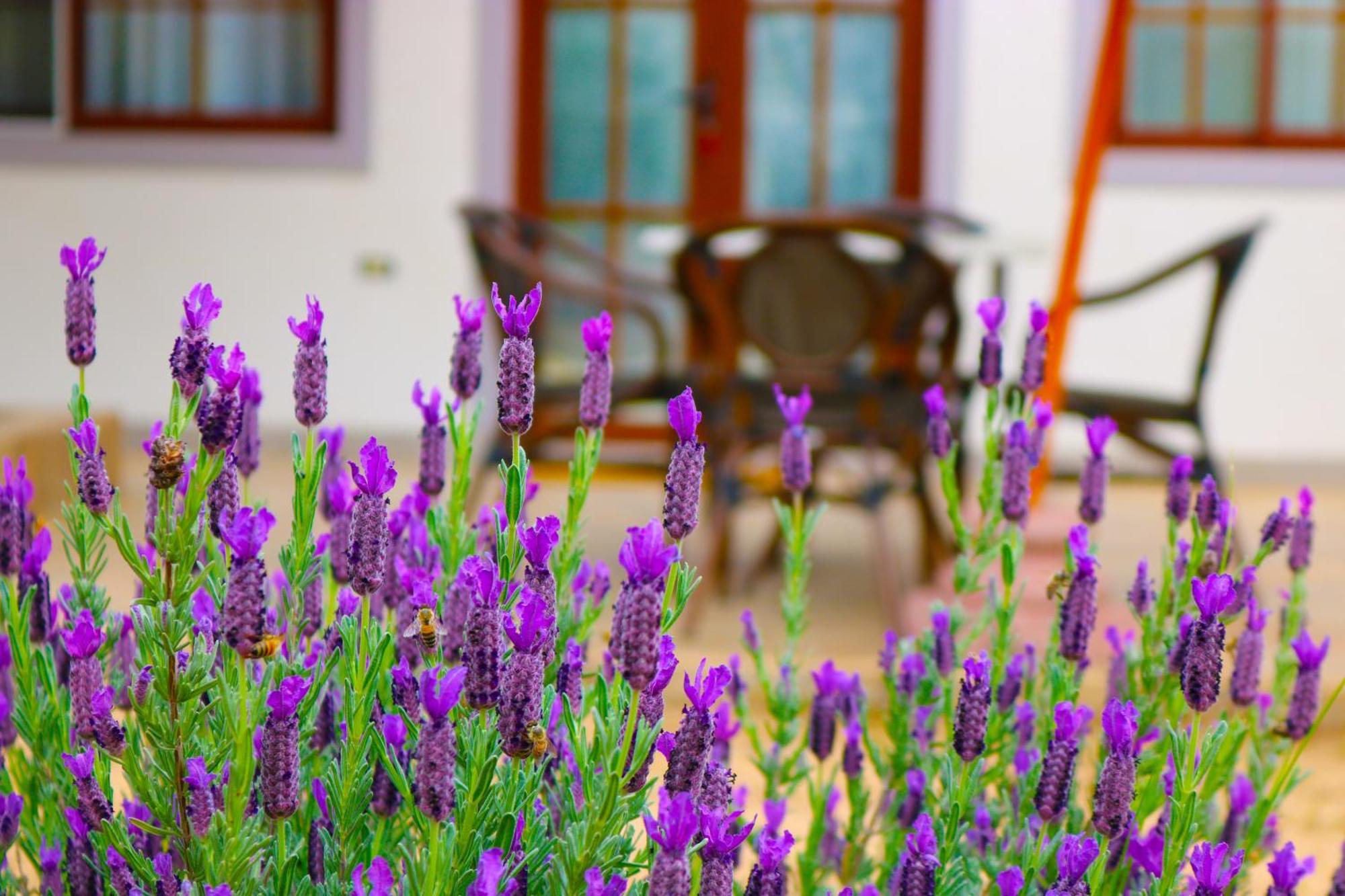 Hotel Boutique Solaz Bella Vista De Colchagua Santa Cruz Εξωτερικό φωτογραφία